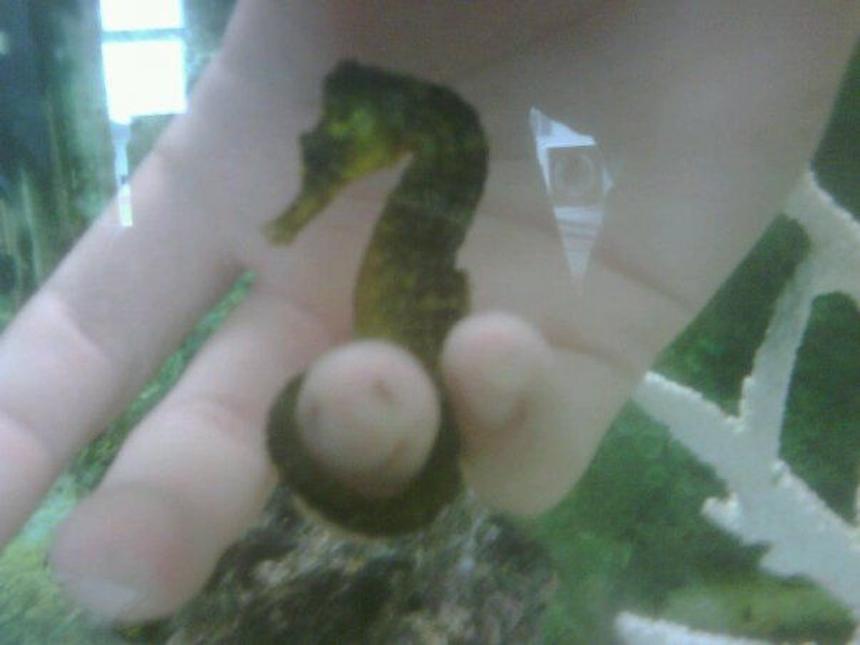 Rated #36: Saltwater Fish - Hippocampus Erectus - Black Seahorse Stocking In 55 Gallons Tank - My seahorse decided he wanted to be held while I was cleaning the tank.