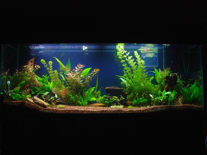 110 gallons planted tank (mostly live plants and fish) - 2 months