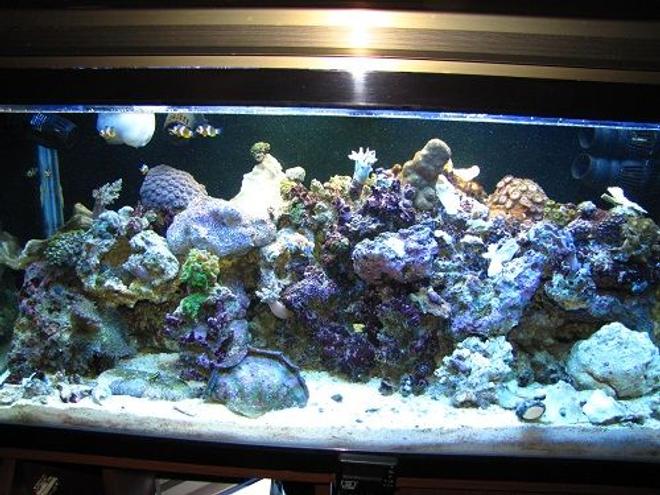 180 gallons reef tank (mostly live coral and fish) - photo took march 14, 2010