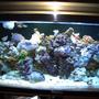 180 gallons reef tank (mostly live coral and fish) - photo took march 14, 2010