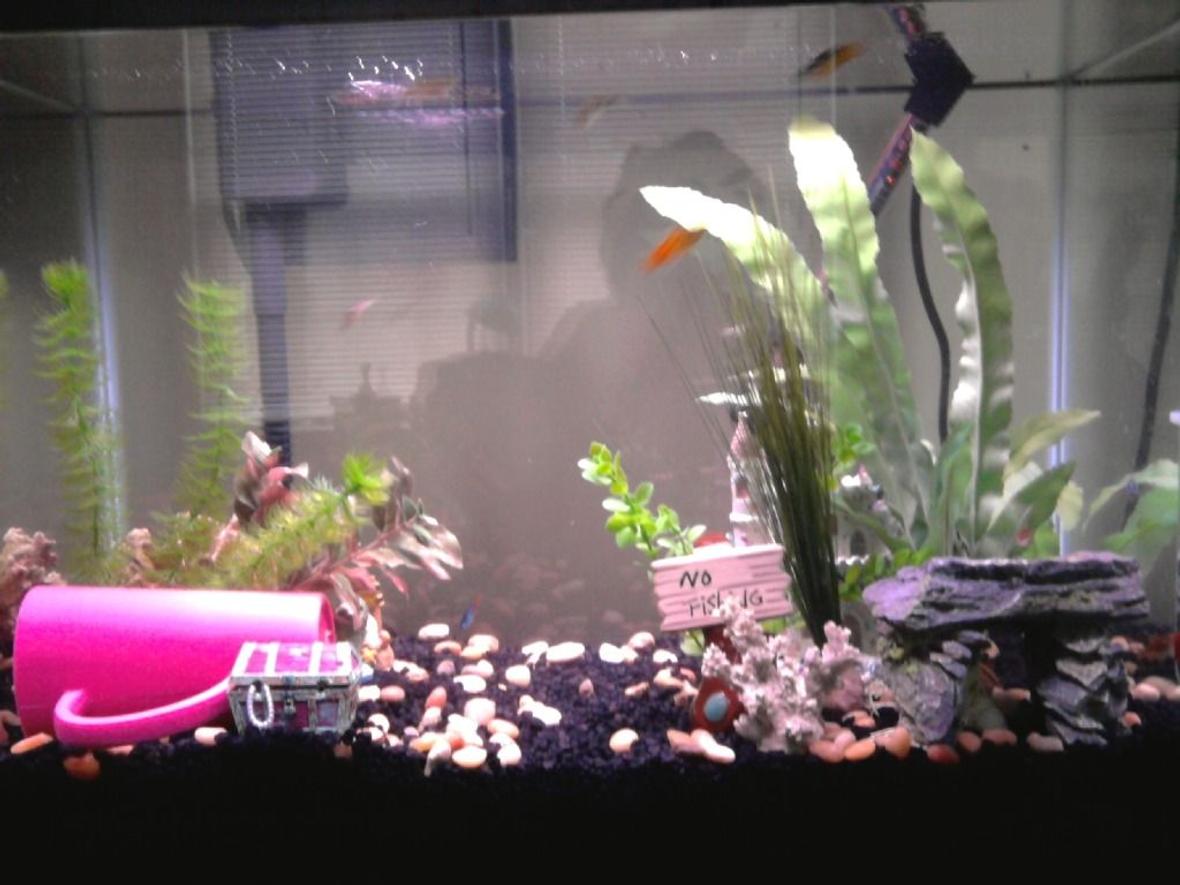 20 gallons freshwater fish tank (mostly fish and non-living decorations) - 20 gallon with: 4 Cherry Barbs, 3 Platies, 3 Zebra Danios (Includes one long finned golden), 2 Neon Tetras, 1 Oto Cat, 1 Baby Snail