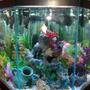 46 gallons freshwater fish tank (mostly fish and non-living decorations) - Brackish Water Fish Aquarium