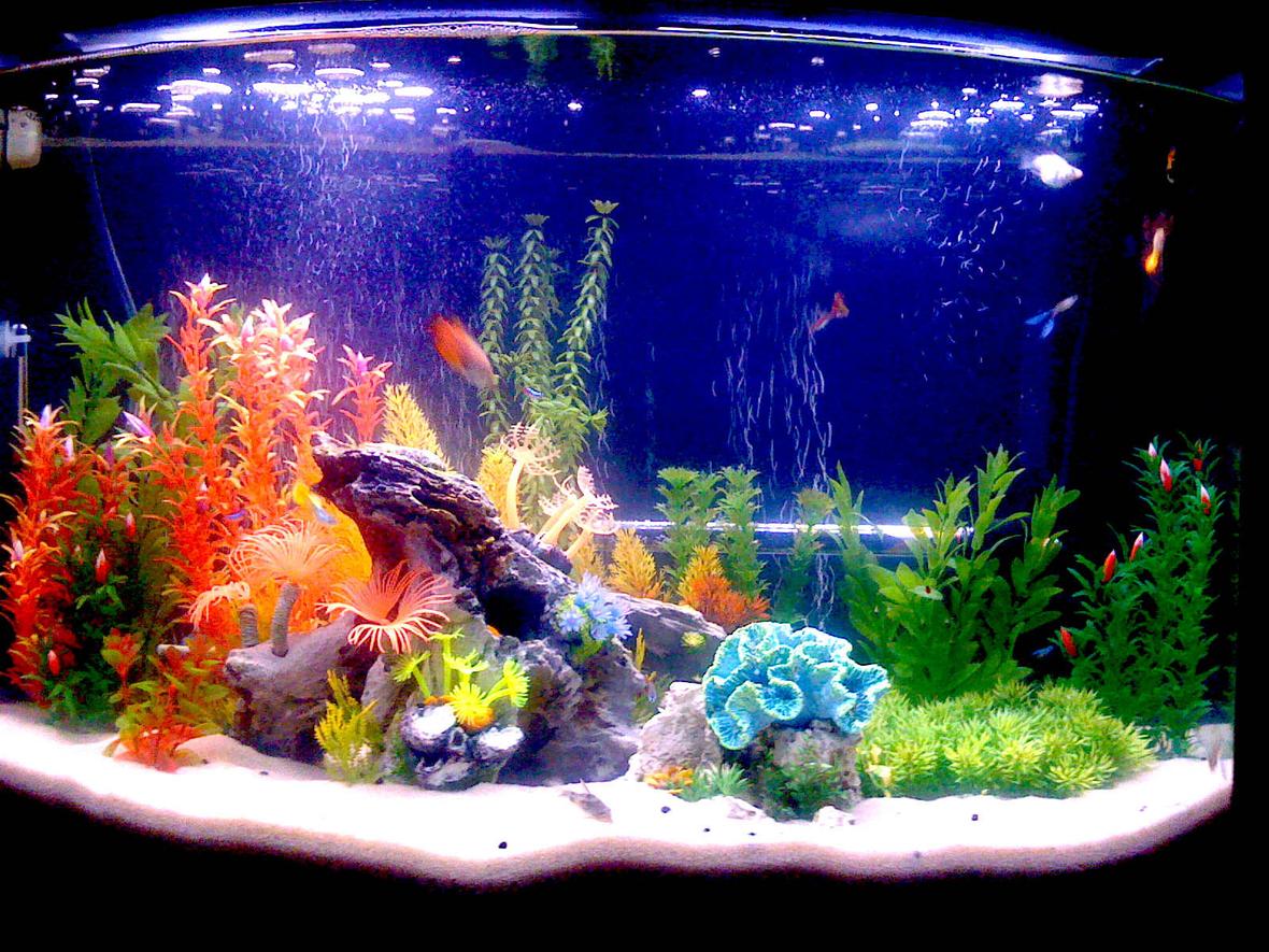 36 gallons freshwater fish tank (mostly fish and non-living decorations) - New 36 Gal Bowfront...
