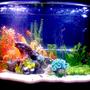 36 gallons freshwater fish tank (mostly fish and non-living decorations) - New 36 Gal Bowfront...