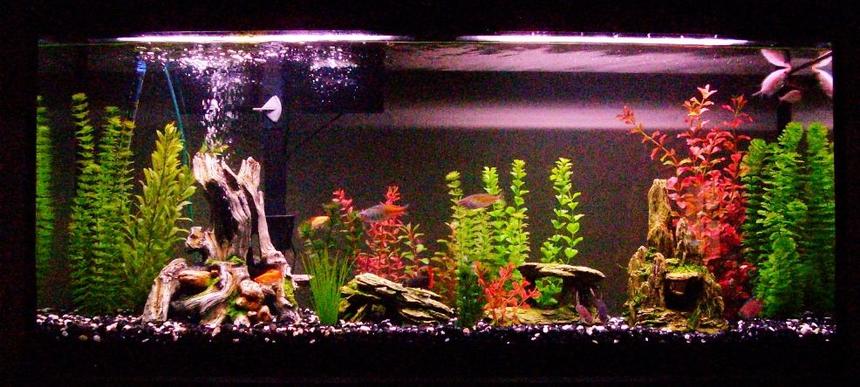 Rated #114: 55 Gallons Freshwater Fish Tank