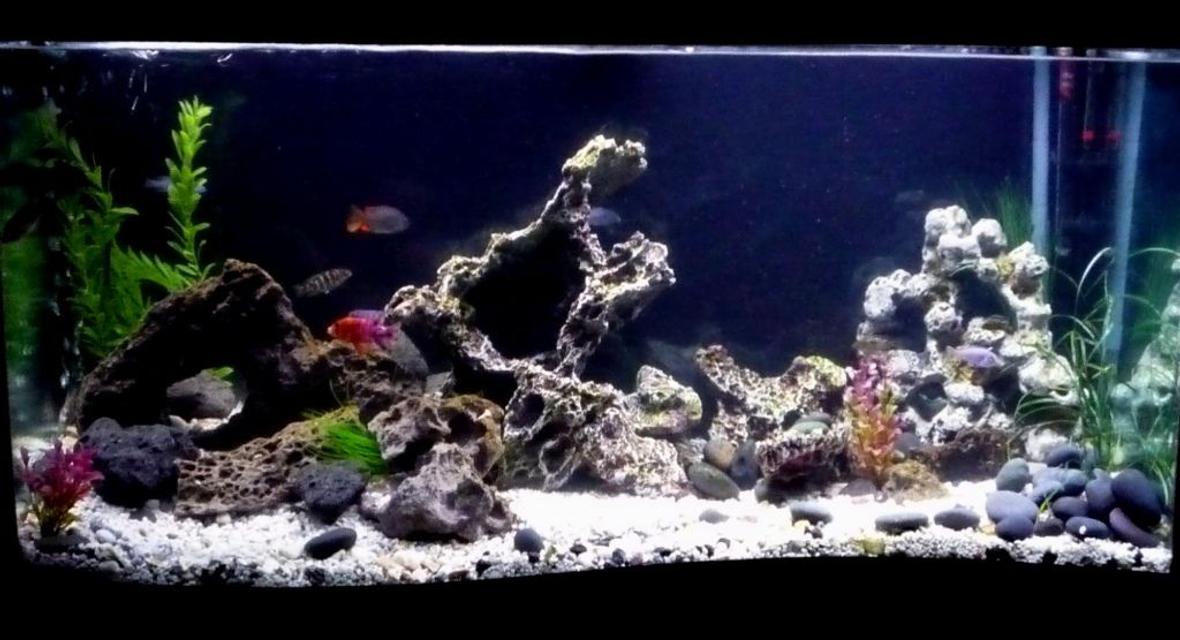110 gallons freshwater fish tank (mostly fish and non-living decorations) - Clearer Pictures