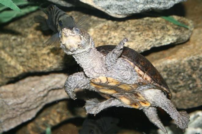 corals inverts - trachemys scripta scripta - yellow belly slider turtle stocking in 75 gallons tank - turtle and convicts. 
75G