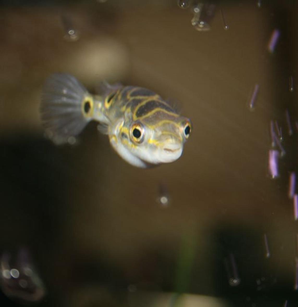 freshwater fish - tetraodon biocellatus - figure 8 puffer stocking in 75 gallons tank - figure 8 puffer