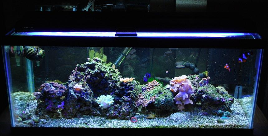 Rated #81: 20 Gallons Reef Tank - 20 gallon long 7 months old