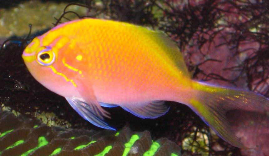 Rated #10: Saltwater Fish - Serranocirrhitus Latus - Fathead Sunburst Anthias Stocking In 20 Gallons Tank - My Sunburst Anthias