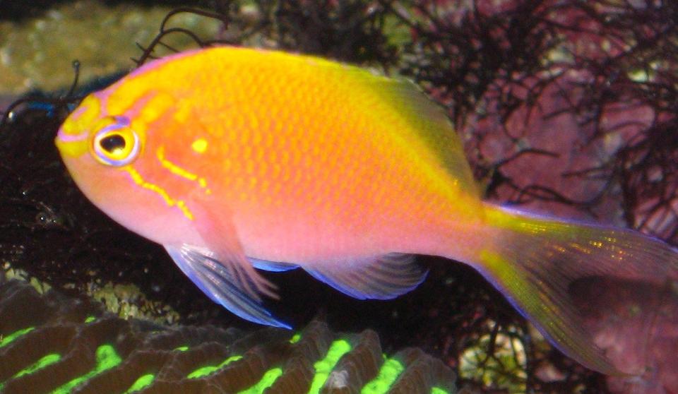 saltwater fish - serranocirrhitus latus - fathead sunburst anthias stocking in 20 gallons tank - My Sunburst Anthias