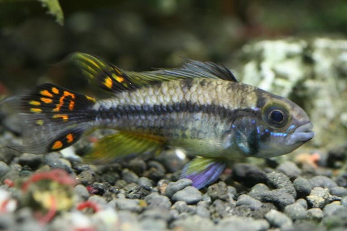 freshwater fish - apistogramma cacatuoides - orange cockatoo cichlid stocking in 40 gallons tank - Cockatoo cichlid