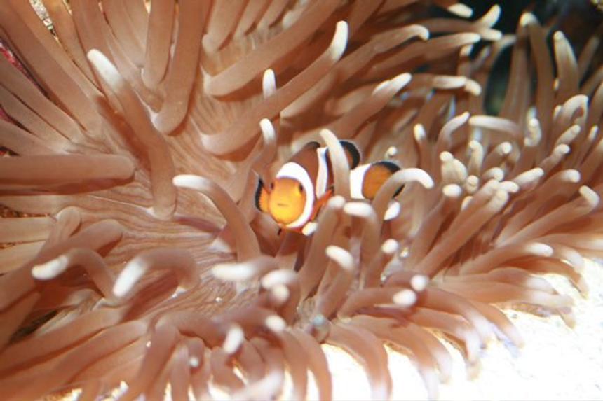 Rated #3: Saltwater Fish - Amphiprion Percula - True Percula Clownfish Stocking In 75 Gallons Tank - .......