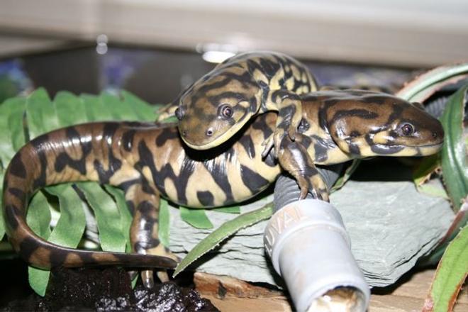 corals inverts - ambystoma tigrinum - tiger salamander stocking in 75 gallons tank - mudpuppies/tigersalamanders.