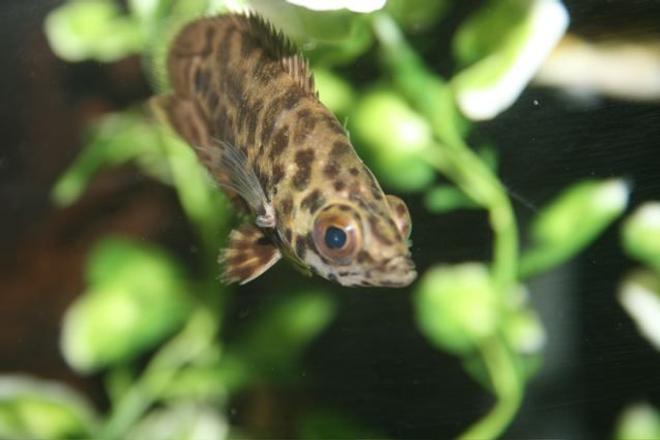 freshwater fish - ctenopoma acutirostre - leopard ctenopoma stocking in 75 gallons tank - leaf fish