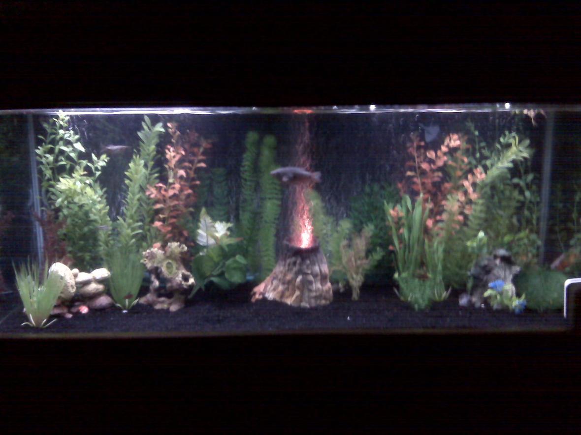 55 gallons freshwater fish tank (mostly fish and non-living decorations) - My 55 gal freshwater tank