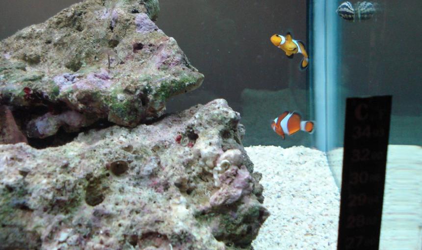 Rated #17: Saltwater Fish - Amphiprion Ocellaris - Ocellaris Clownfish Stocking In 42 Gallons Tank - Pairing twitching Clowns