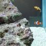 saltwater fish - amphiprion ocellaris - ocellaris clownfish stocking in 42 gallons tank - Pairing twitching Clowns