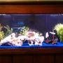 55 gallons freshwater fish tank (mostly fish and non-living decorations) - My 55 Gallon