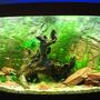 68 gallons planted tank (mostly live plants and fish) - my tank after 1 month