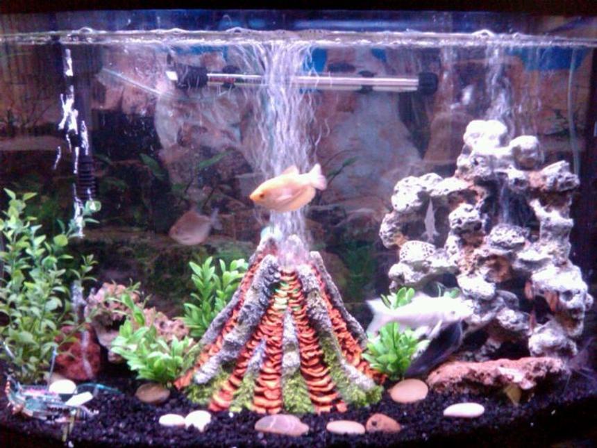 Rated #226: 36 Gallons Freshwater Fish Tank - My tank