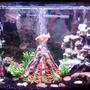 36 gallons freshwater fish tank (mostly fish and non-living decorations) - My tank
