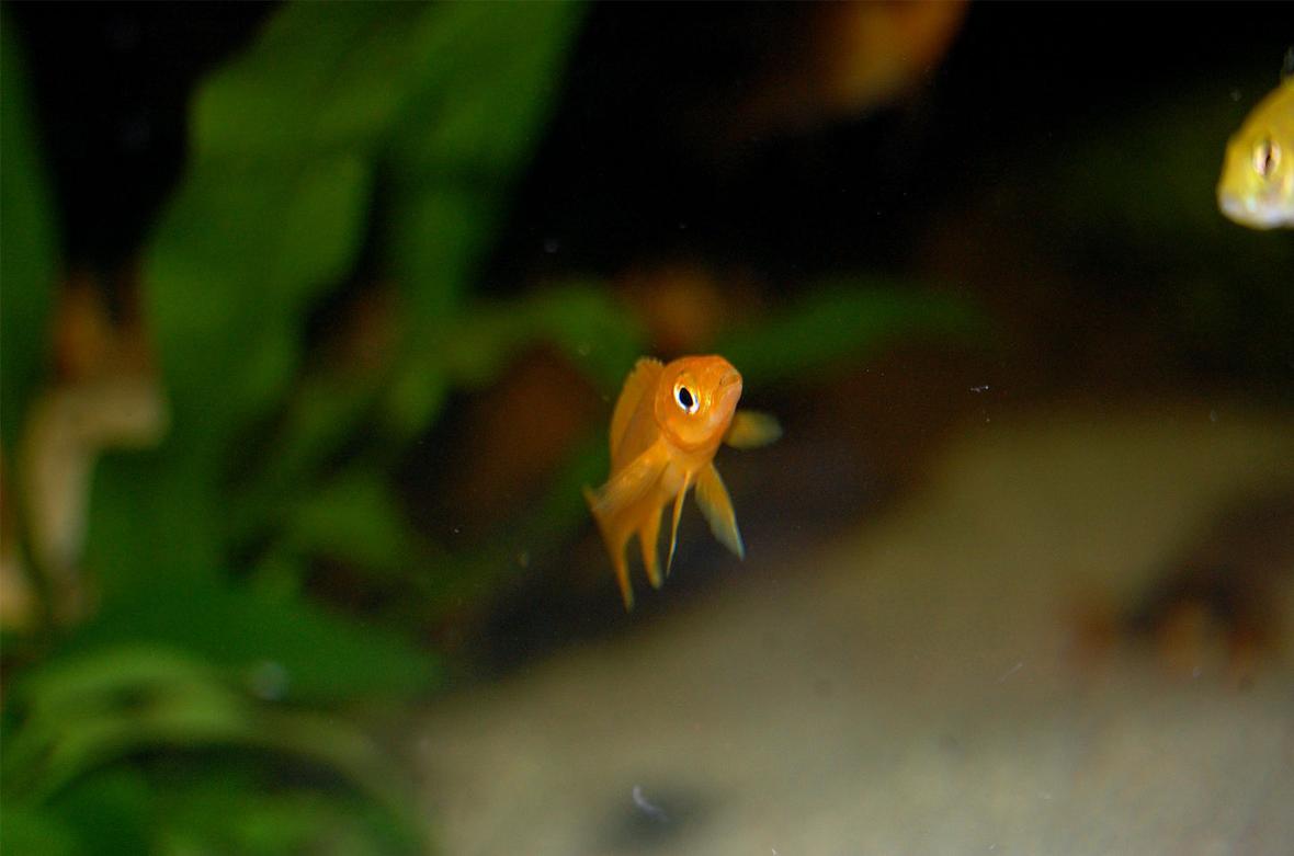 freshwater fish - neolamprologus leleupi - orange leleupi cichlid stocking in 120 gallons tank - 3cm Juvie. Neolamprologus Leleupl.