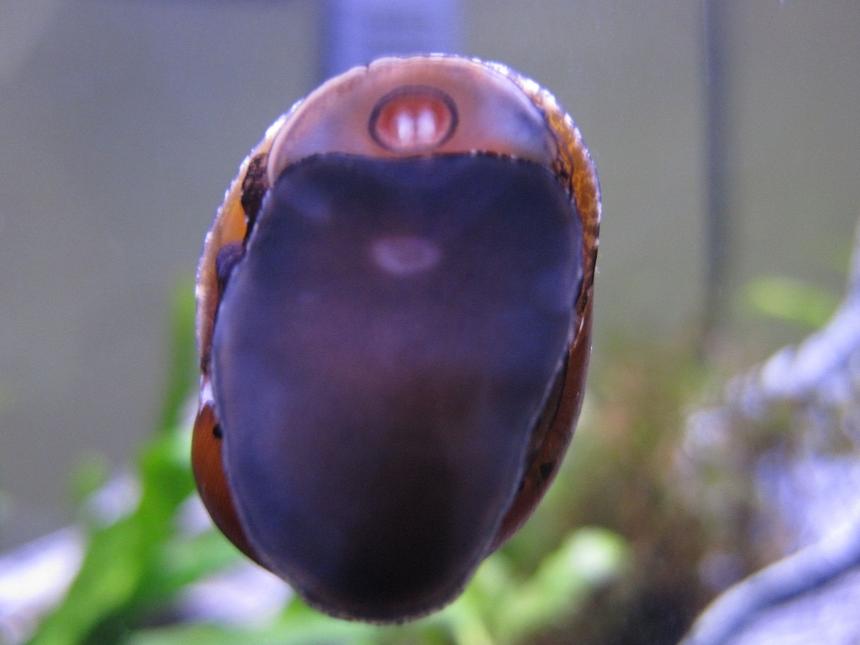 Rated #25: Corals Inverts - Nerita Sp. - Nerite Snail Stocking In 16 Gallons Tank - Freshwater Tracked Nerite Snail