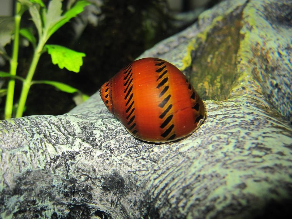 corals inverts - nerita sp. - nerite snail stocking in 16 gallons tank - Freshwater Tracked Nerite Snail