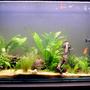 120 gallons planted tank (mostly live plants and fish) - had this tank 7 mnths