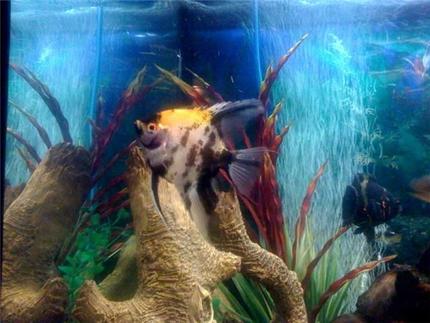 freshwater fish - pterophyllum leopoldi - leopold's angelfish stocking in 48 gallons tank - Leopold Angel