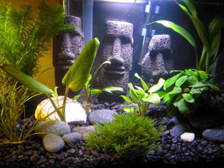 Rated #144: 6 Gallons Planted Tank - My nano tank
