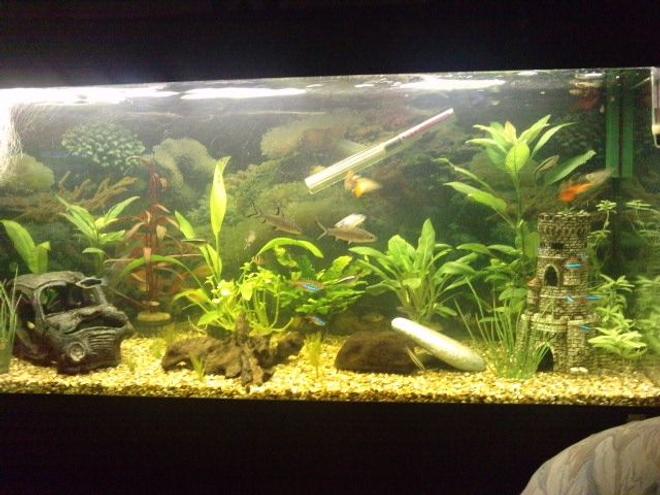 30 gallons planted tank (mostly live plants and fish) - This is my freshwater aquarium which is roughly 3 months old plants are comming along just nicely ive just put down abit of hair grass cant wait to see how that comes along.