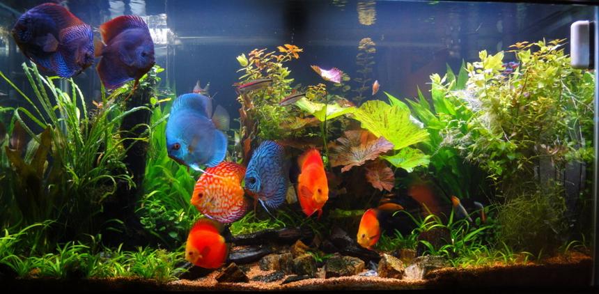 Rated #17: 90 Gallons Planted Tank - main pic 3-21-2010