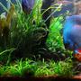 fish tank picture - driftwood, dwarf sagitaria, discus