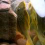 freshwater fish - ancistrinae sp. - lemon spotted green pleco (l200) stocking in 60 gallons tank - L200 lemon spotted pleco