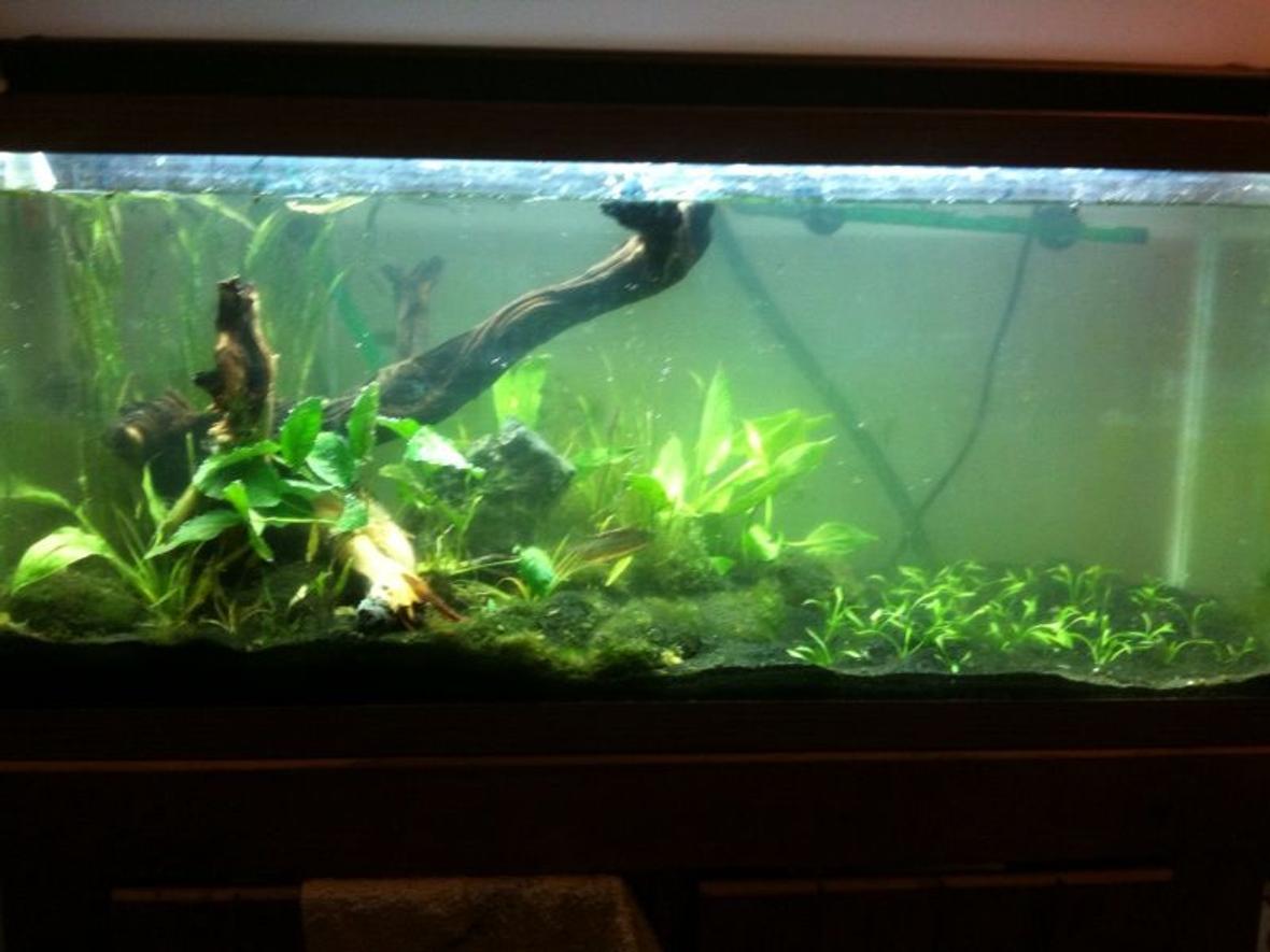 30 gallons planted tank (mostly live plants and fish) - 30 gallon planted