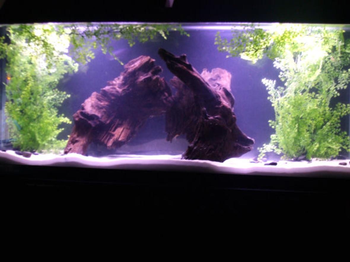 55 gallons freshwater fish tank (mostly fish and non-living decorations) - My Fishy Tank