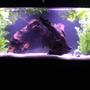 55 gallons freshwater fish tank (mostly fish and non-living decorations) - My Fishy Tank