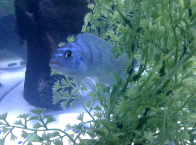 freshwater fish - metriaclima callainos - cobalt blue zebra cichlid stocking in 55 gallons tank - My Fishy