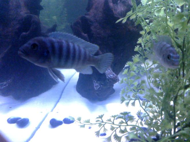 freshwater fish - metriaclima callainos - cobalt blue zebra cichlid stocking in 55 gallons tank - Another Fishy Shot