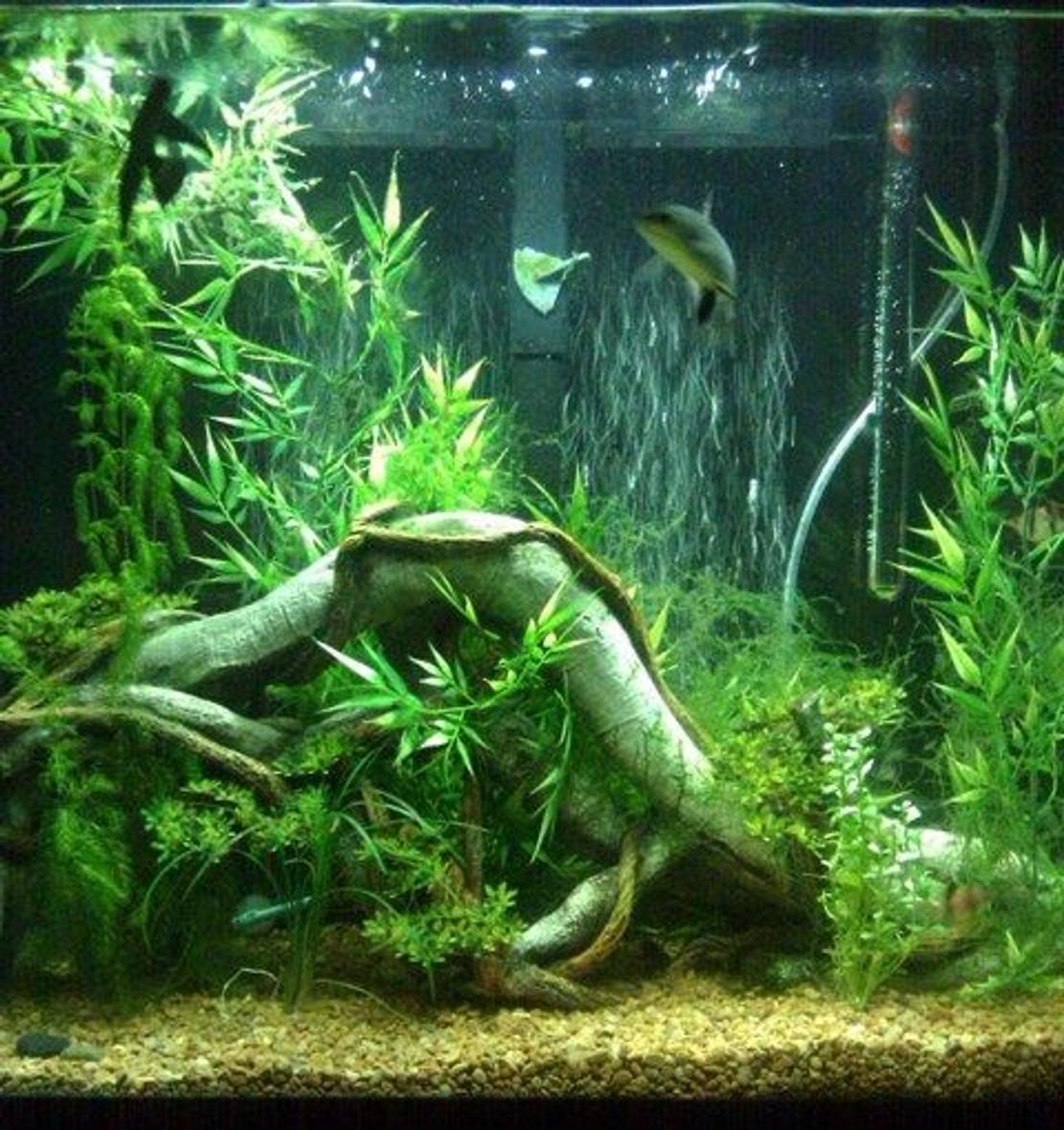 40 gallons planted tank (mostly live plants and fish) - just started adding live plants