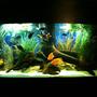 175 gallons freshwater fish tank (mostly fish and non-living decorations) - updated 175 gallon bowfront. march 22, 2010