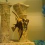 fish tank picture - Another of my Angelfish