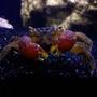 corals inverts - sesarma bidens - red claw crab stocking in 36 gallons tank - My Red Clawed Crab