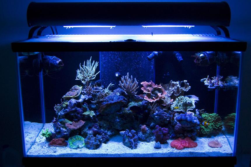 Rated #26: 58 Gallons Reef Tank - new tank, new equipment, its all new. pic taken 3-4-10.