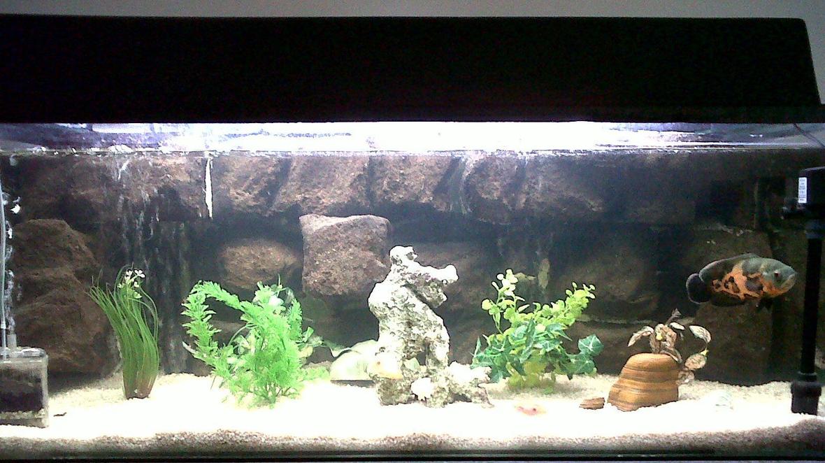 60 gallons freshwater fish tank (mostly fish and non-living decorations) - Tropical fish tank