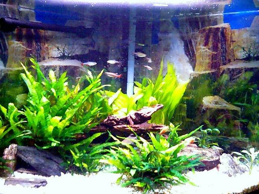 Rated #73: 36 Gallons Planted Tank - This is the tank I am most proud of and show off ALOT! (and I put in the most money into it)