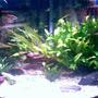 fish tank picture - Same 36 gal just decorated differently