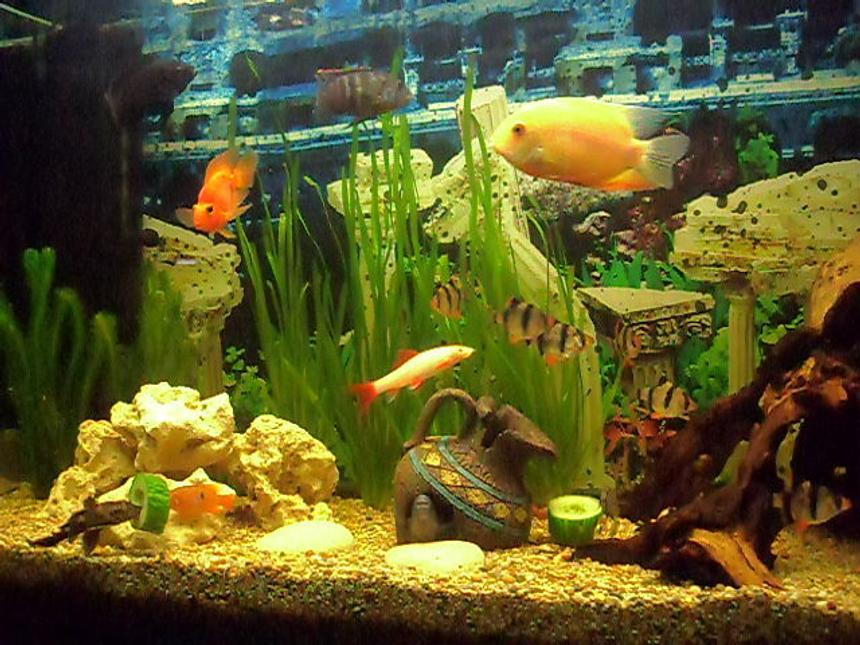 Rated #138: 55 Gallons Freshwater Fish Tank - sevrum and friends